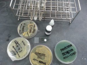 Catalase test-Negative and oxidase test-Positive