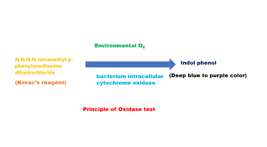 Principle of oxidase test