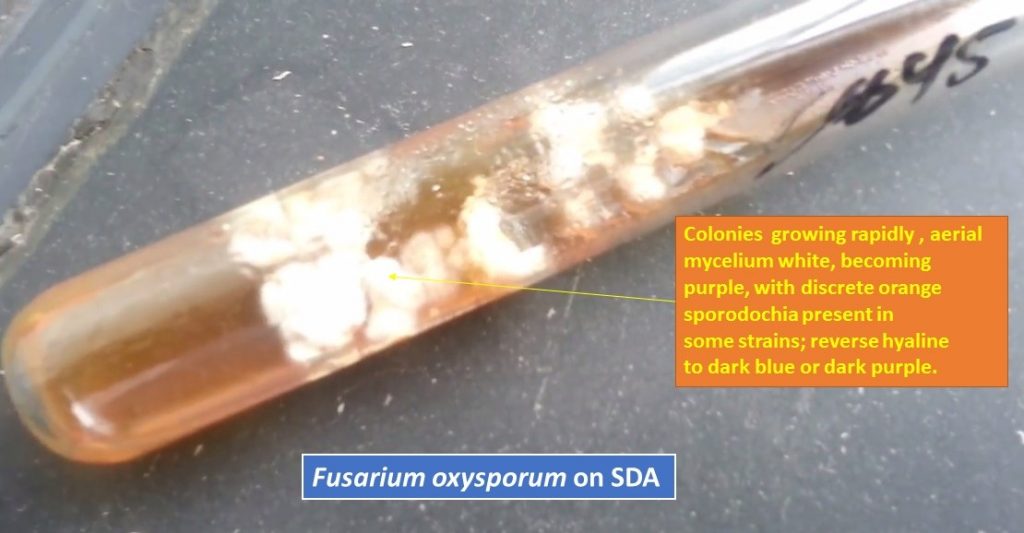 Fusarium oxysporum on SDA