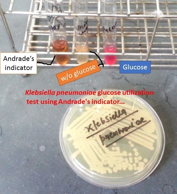 Glucose utilization test of Klebsiella pneumoniae