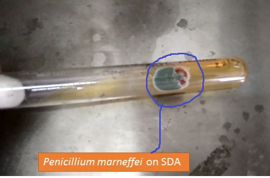 Penicillium marneffei on SDA