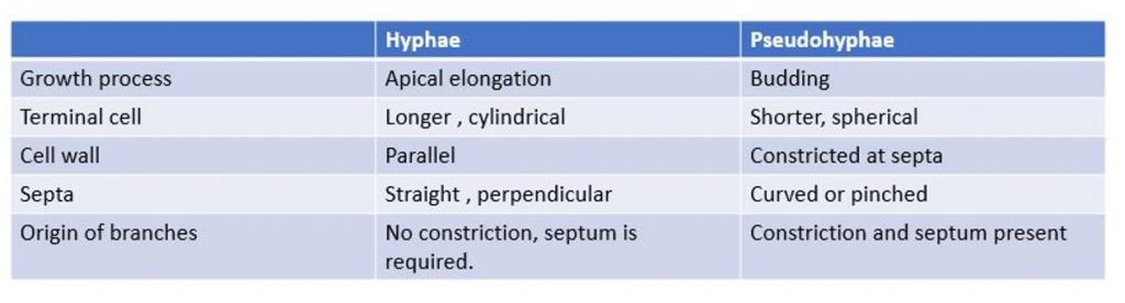 Differences between hyphae and pseudohyphae
