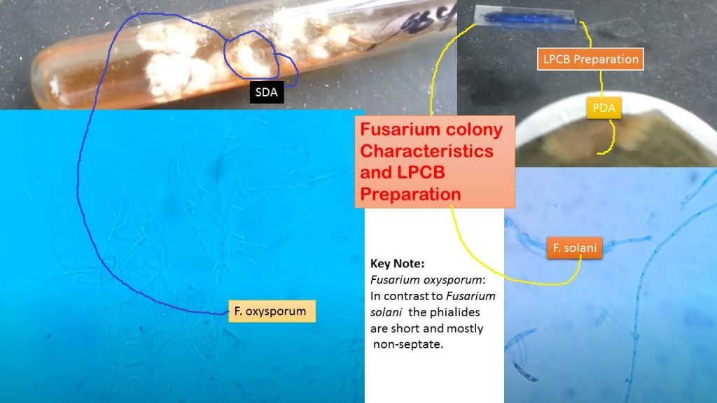 Fusarium-species-General-Characteristics-Pathogenesis-Clinical-Findings-Laboratory-DiagnosisTreatment-Prevention-and-Control