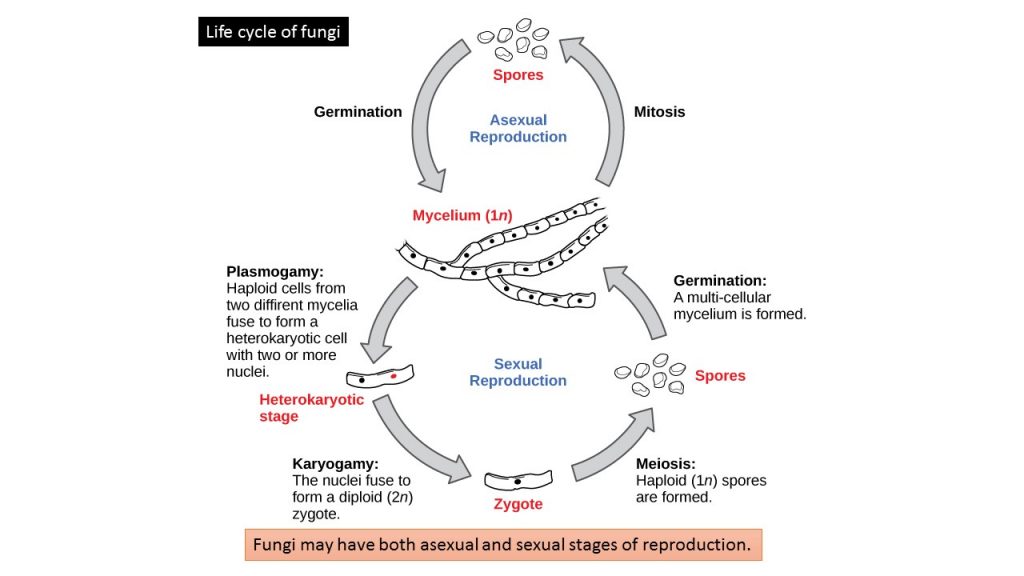 Life Cycle of Fungi