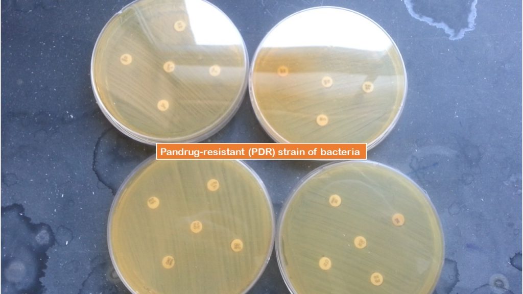 Pandrug-resistant (PDR) strain of bacteria
