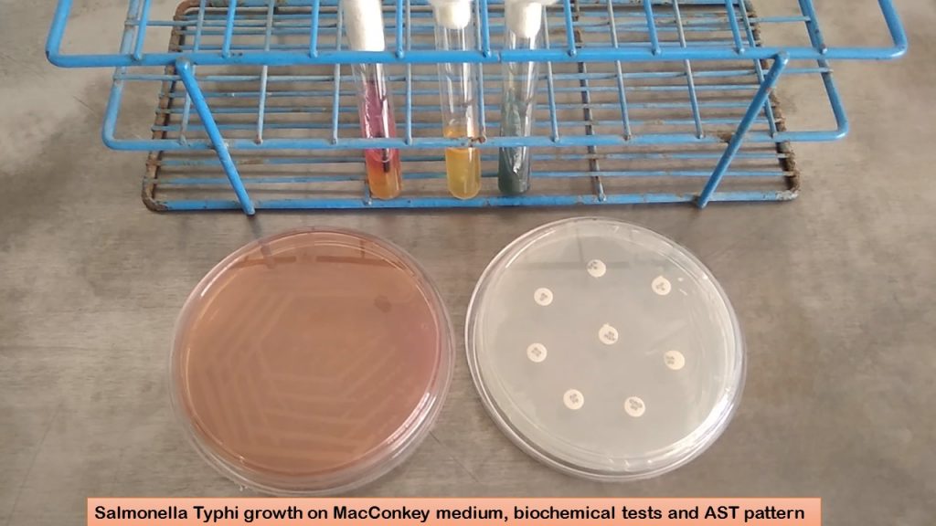 Salmonella Typhi growth on MacConkey medium, biochemical tests and AST pattern