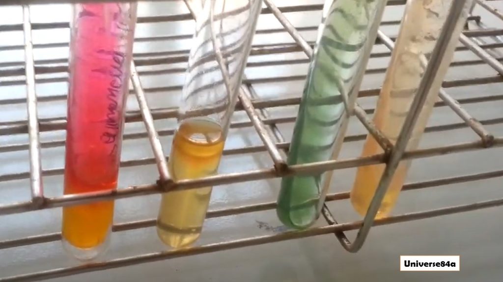 Salmonella Paratyphi isolated from blood culture