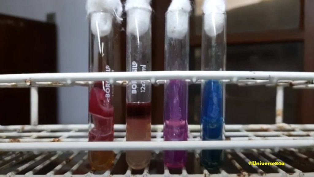 Morganella morganii Biochemical tests Demonstration