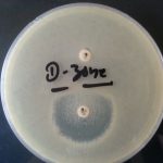 D Zone test-Positive