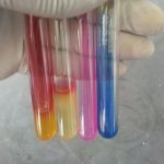 Providencia rettgeri biochemical set