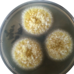 Aspergillus flavus
