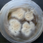Trichophyton on SDA Dermatophyte growth on SDA: Introduction, culture, microscopic examination and lab diagnosis
