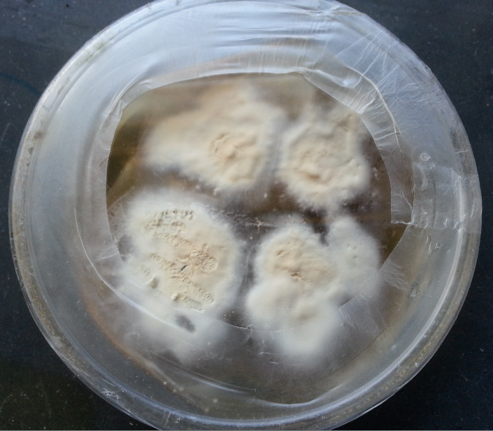Trichophyton on SDA Dermatophyte growth on SDA: Introduction, culture, microscopic examination and lab diagnosis