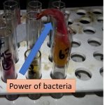 bacterial power
