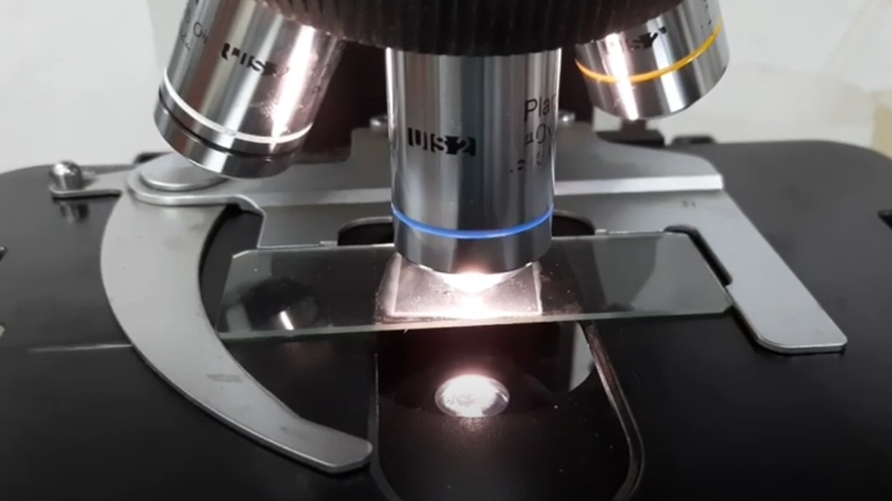 Bacteria Motility and special tests Bacteria special tests are useful