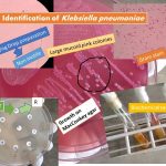 Identification of Klebsiella