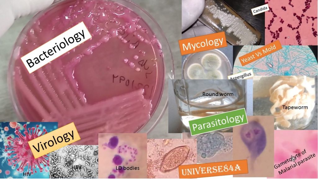 classification of Microorganisms