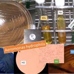 Aeromonas