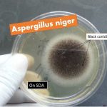 Aspergillus niger