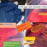 CLED agar/medium