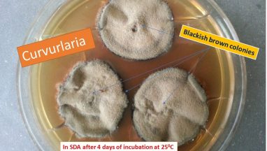 Curvurlaria