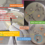 Muller Hinton agar(MHA) uses AST method Kirby-Bauer Method