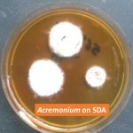 Acremonium species on SDA