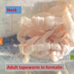 Adult tapeworm in formalin