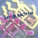 Microbial Art: Microbial art or agar art or germ art  is the same thing  in which  artwork created by culturing microorganisms in certain patterns. The microbes used can be bacteria, yeast fungi, or  protists (less commonly). The microbes can be chosen for their natural colors. Organisms most commonly used  and available are Staphylococcus aureus, Pseudomonas aeruginosa , Serratia marcescens as shown above picture. Painting with bacteria isn’t entirely new because Sir Alexander Fleming, the scientist responsible for discovering penicillin in the 1920s, began making “germ paintings” of bacteria during his career as a microbiologist. Similarly,Roger Tsien  (biochemist) won the 2008 Nobel prize in  chemistry for his contributions to knowledge of green fluorescent protein (GFP) and using this GFP, Nathan Shaner (researcher) made a 2006 microbial artwork of a San Diego beach scene.