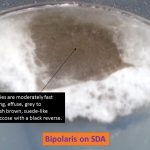 Bipolaris on SDA