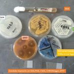 Candida tropicalis on SDA,PDA, CMA, CHROMagar, AFST