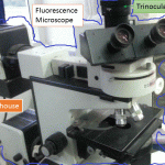 Fluorescence Microscope: Introduction, Principle, Components, Applications and Keynote
