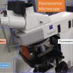 Fluorescence microscope