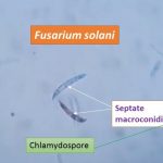 Fusarium in LPCB mount