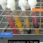 H2S positive bacteria