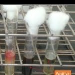 Hydrogen sulphide production by various organisms