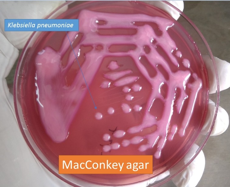 Klebsiella pneumoniae on MacConkey agar