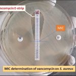 MIC of vancomycin on Staphylococcus aureus for VRSA determination
