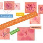 Malarial parasite having various stages