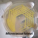 Micrococcus luteus
