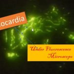 Nocardia under Fluorescence Microscope