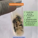 Penicillium colony characteristics on SDA