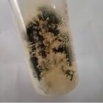Penicillium growth on SDA