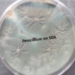 Penicillium on SDA