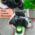 Phase contrast Microscope