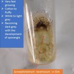 Syncephalastrum racemosum in SDA