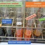 oxidation test of bacteria