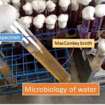 Microbiology of water