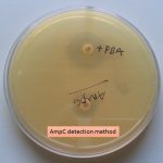 Ampc detection method