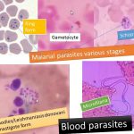 Blood parasites